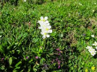 008 Narzissen-Windroeschen (Anemone narcissiflora)